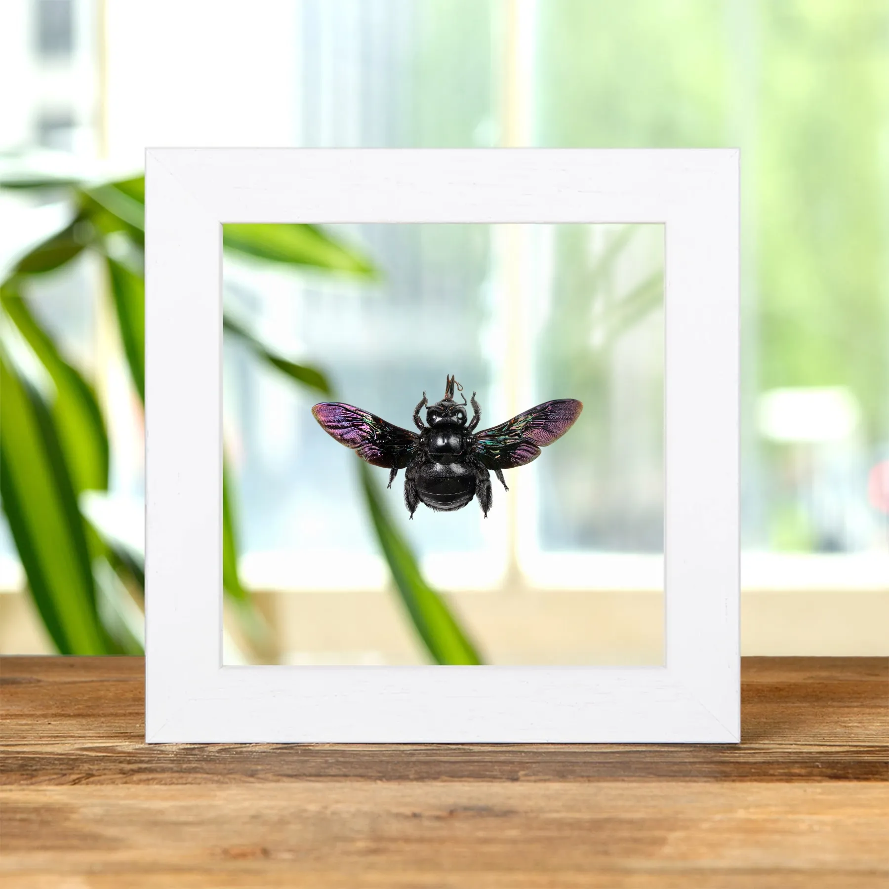 Minibeast Breithandiger Zimmermannsbiene im Transparenten Glasrahmen (Xylocopa latipes)
