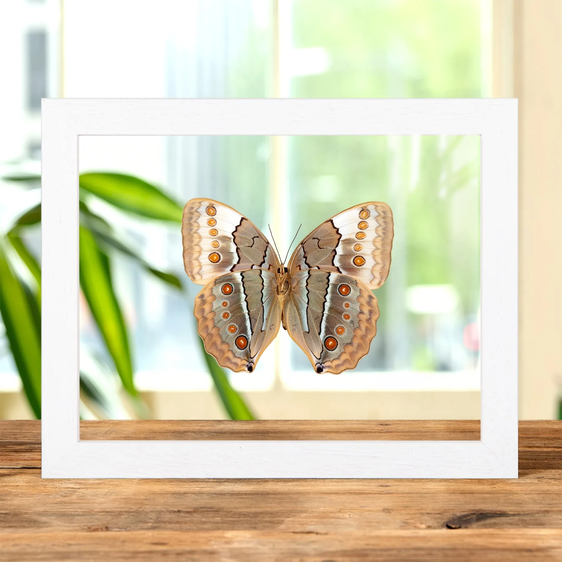 The Jungle Queen Ventral Side Butterfly In Clear Glass Frame (Stichophthalma louisa)
