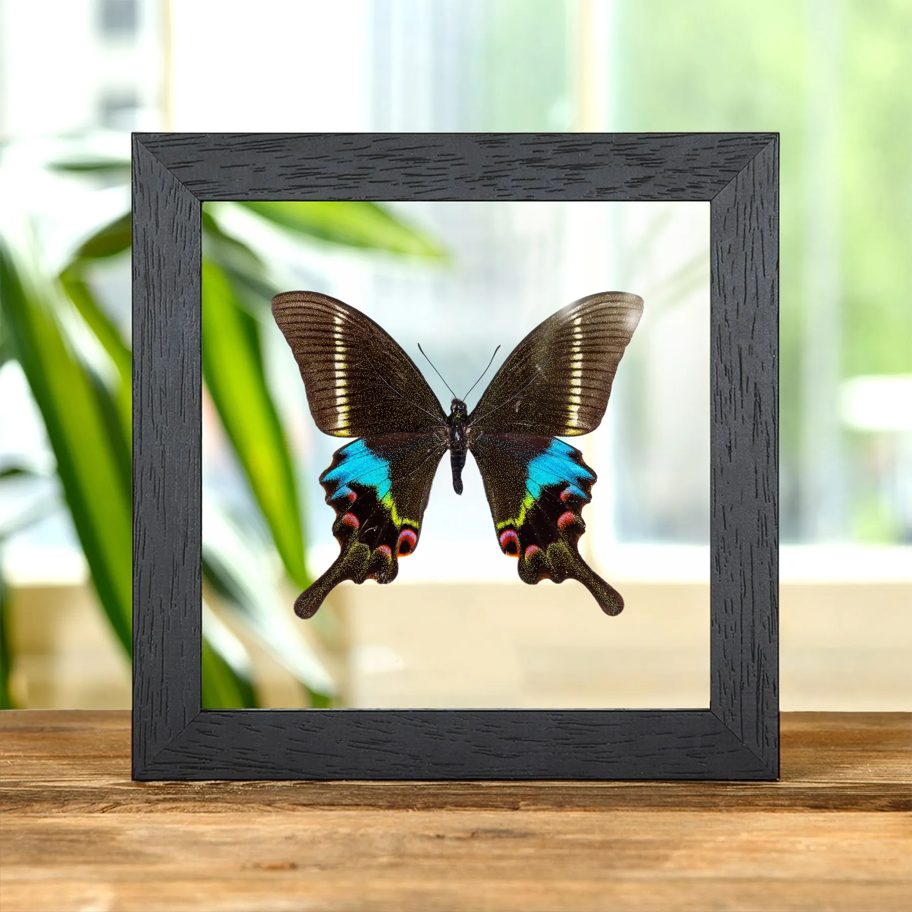 Minibeast Farfalla Pavone Krishna in Cornice di Vetro Trasparente (Papilio krishna thawgawa)