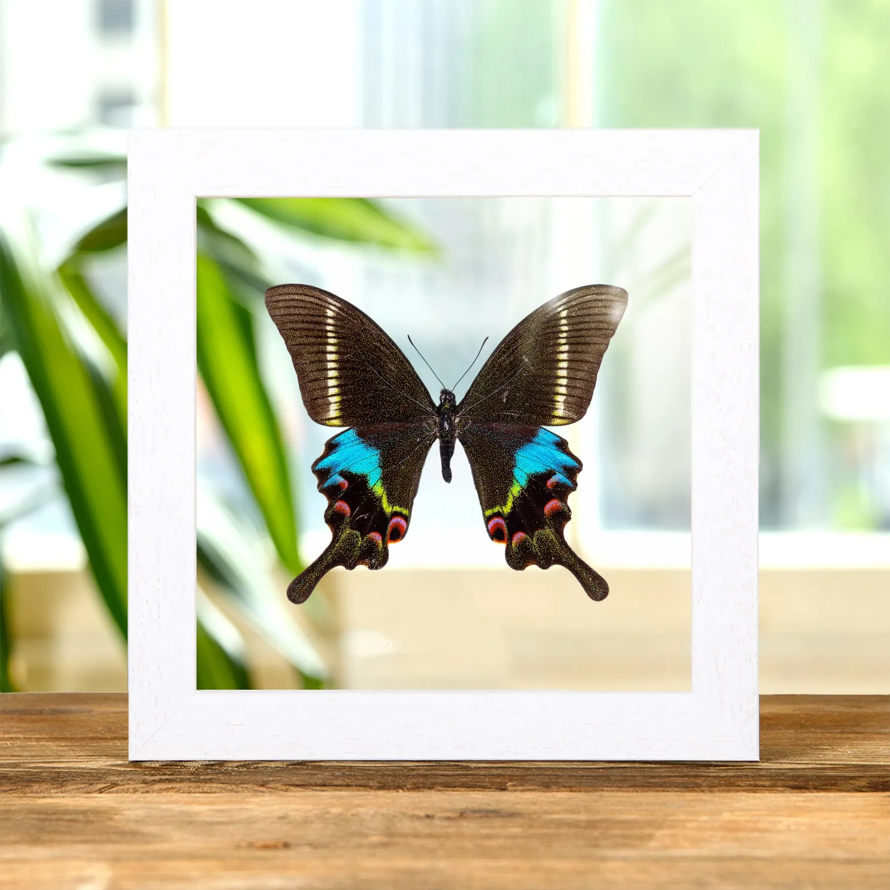 Minibeast Farfalla Pavone Krishna in Cornice di Vetro Trasparente (Papilio krishna thawgawa)