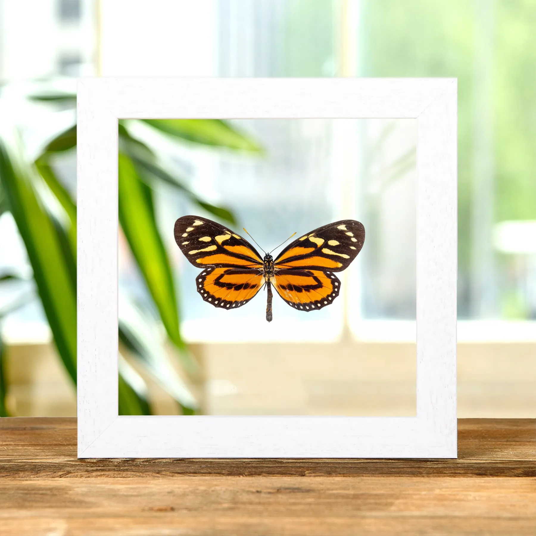 Minibeast Tropische Seidenpflanze Schmetterling im Transparenten Glasrahmen (Lycorea halia)