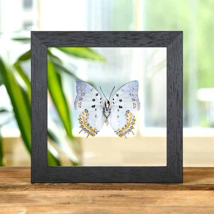 Jewelled Nawab Butterfly In Clear Glass Frame (Polyura delphis)