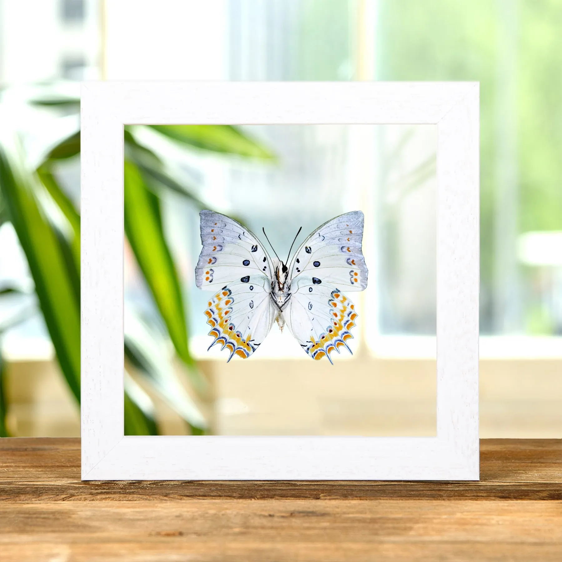 Minibeast Juwelierter Nawab-Schmetterling im Transparenten Glasrahmen (Polyura delphis)