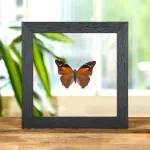 Minibeast The Tailed Cecropian Butterfly In Clear Glass Frame (Historis acheronta)
