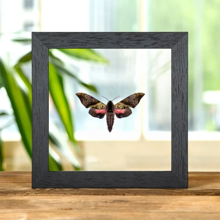 Rare Elwes' Pink & Green Hawk Moth In Clear Glass Frame (Anambulyx elwesi)