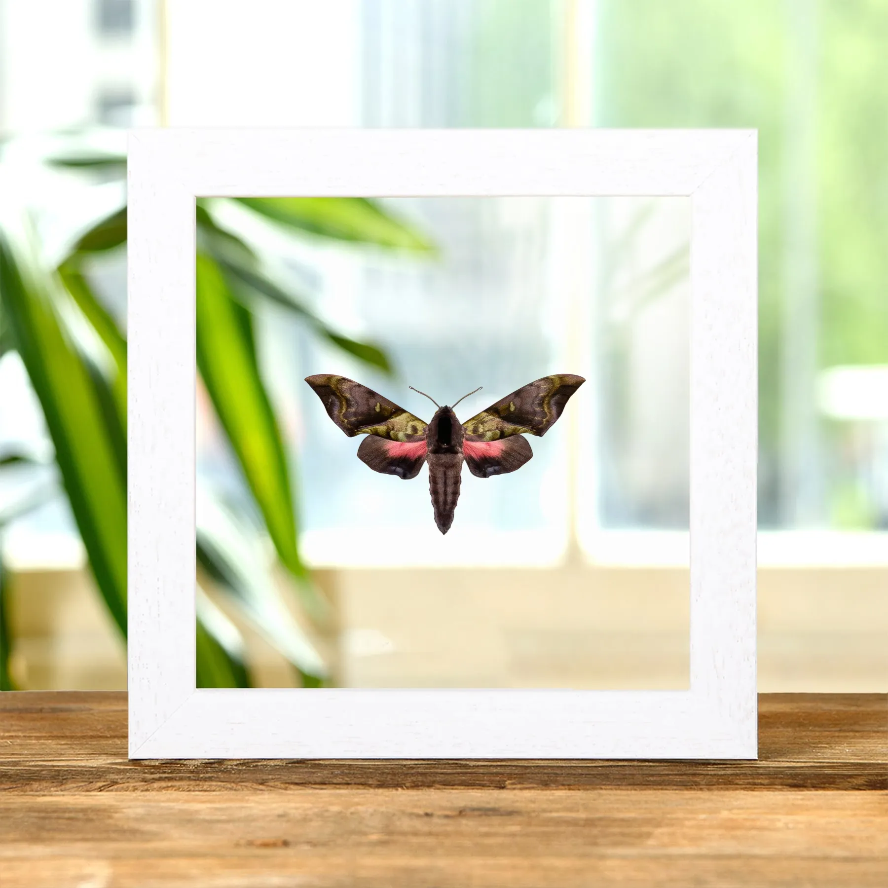 Minibeast Raro Halcón Polilla Rosa y Verde de Elwes y en Marco de Vidrio Transparente (Anambulyx elwesi)