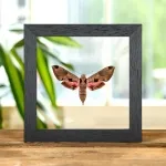 Minibeast Achemon Sphinx Moth In Clear Glass Frame (Eumorpha achemon)