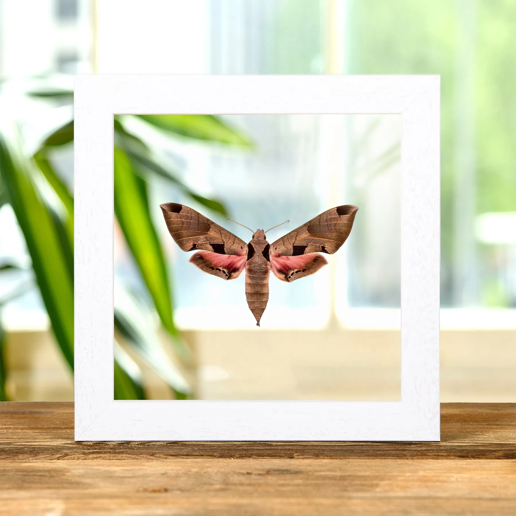 Achemon Sphinx Moth In Clear Glass Frame (Eumorpha achemon)