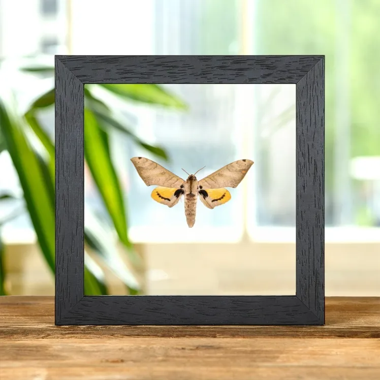 Pseudoclanis occidentalis Moth In Clear Glass Frame from Africa