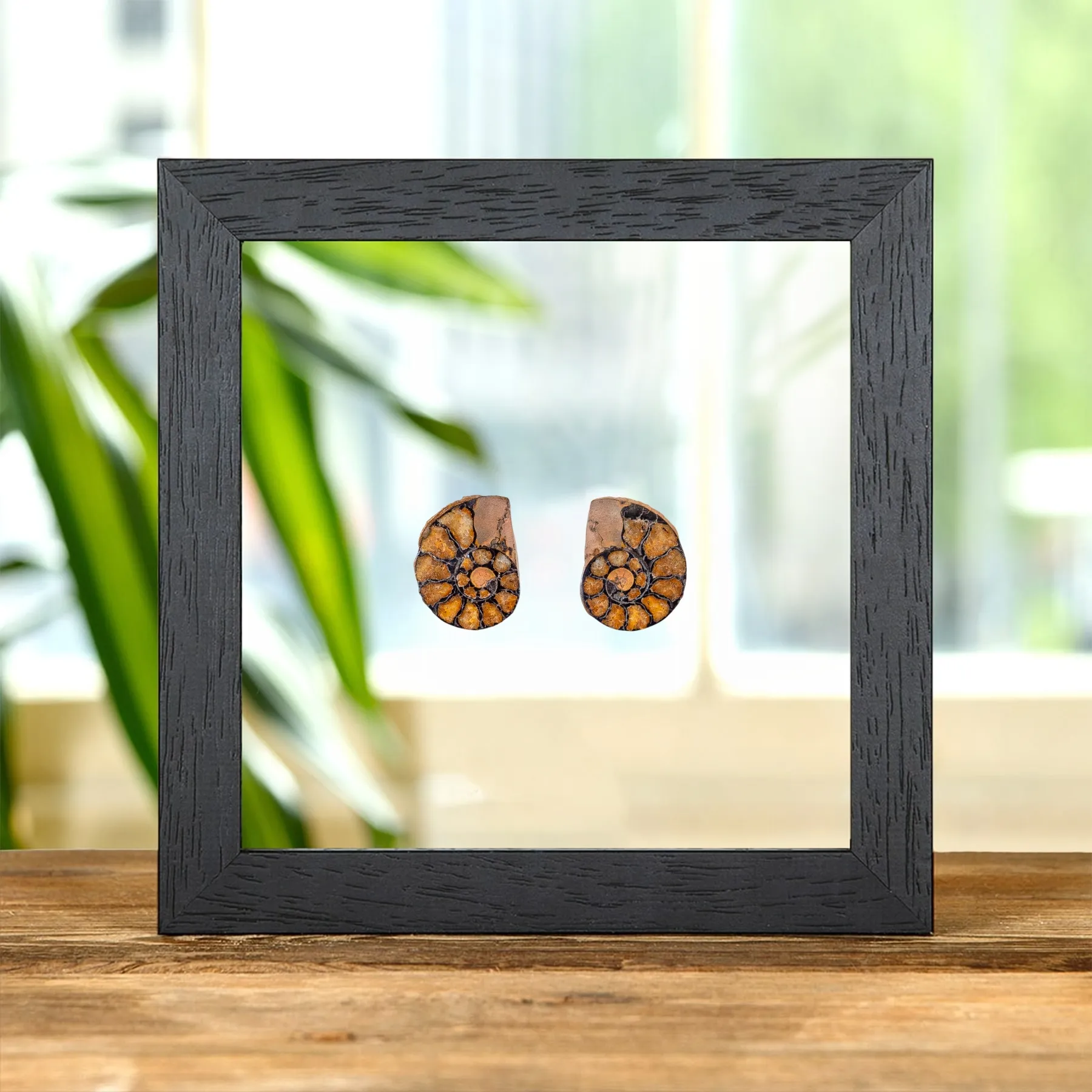 Minibeast Seltene Hämatit Ammonit-Paar im Transparenten Glasrahmen (Cleoniceras sp)