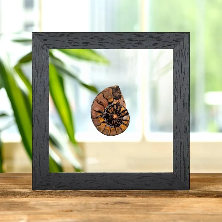 Rare Hematite Ammonite In Clear Glass Frame (Cleoniceras sp)