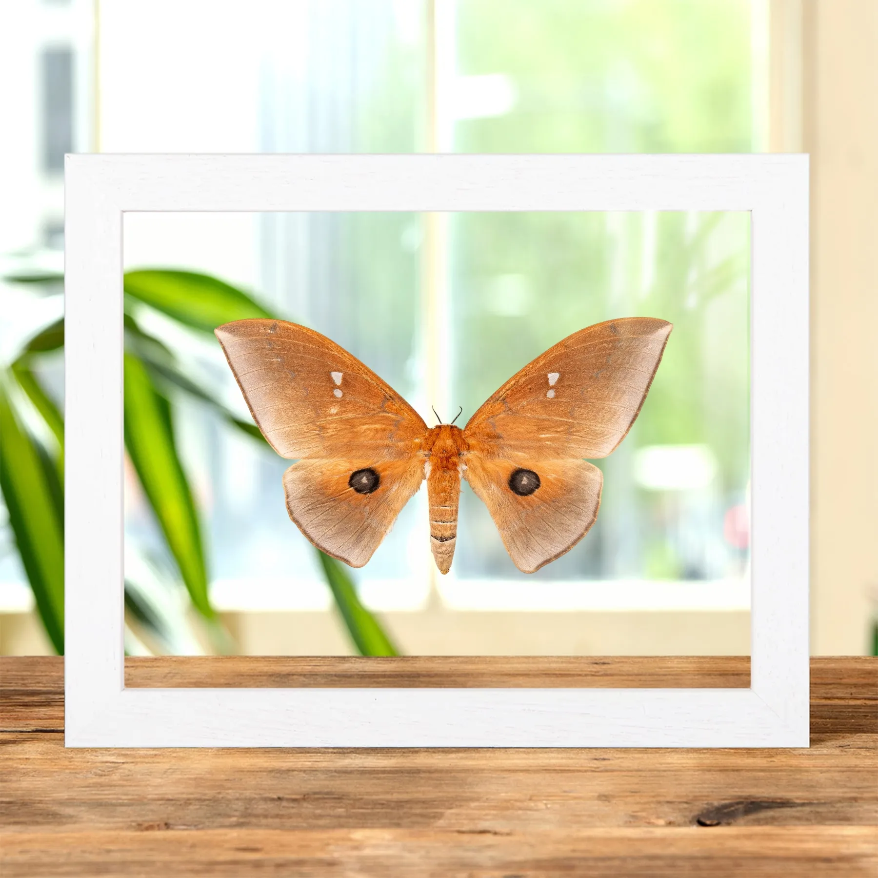Giant Silkmoth In Clear Glass Frame (Pseudobunaea alinda)