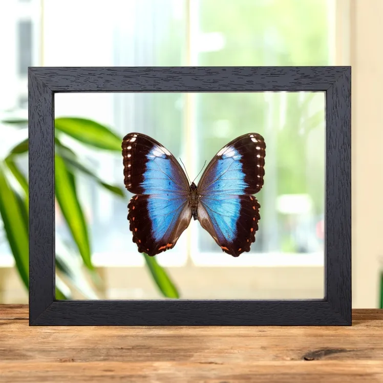 Helenor Blue Morpho Butterfly In Clear Glass Frame (Morpho helenor violaceus)