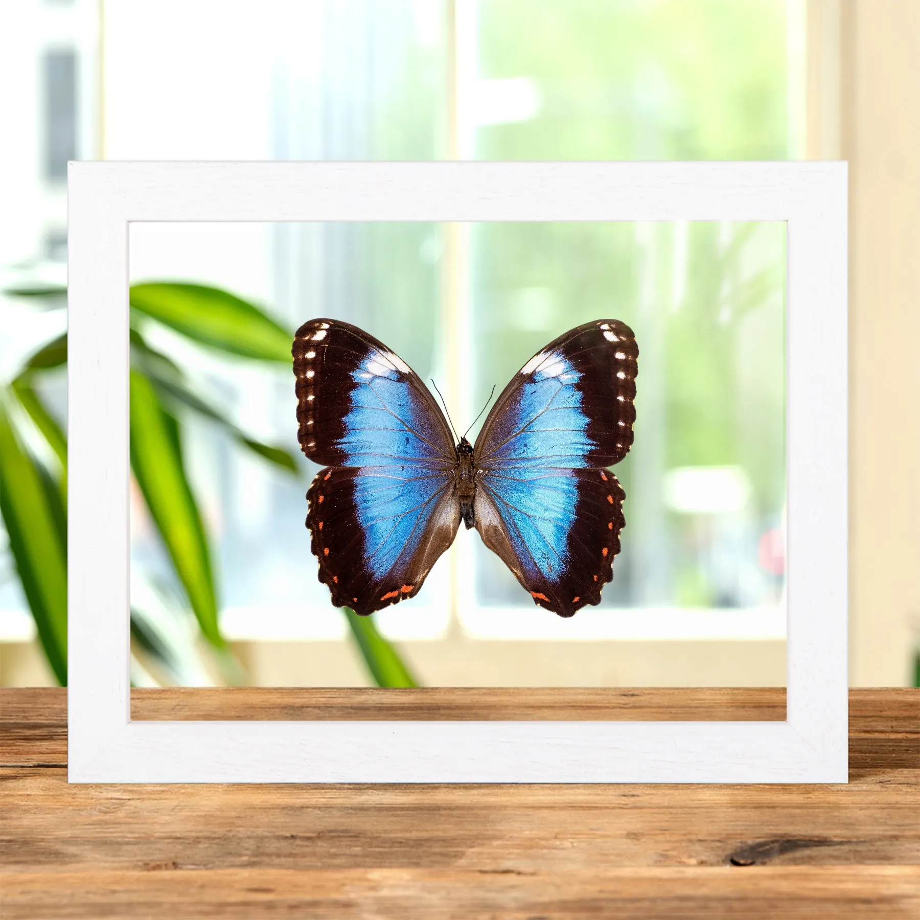 Helenor Blue Morpho Butterfly In Clear Glass Frame (Morpho helenor violaceus) Minibeast Helenor Blue Morpho Butterfly In Clear Glass Frame (Morpho helenor violaceus)