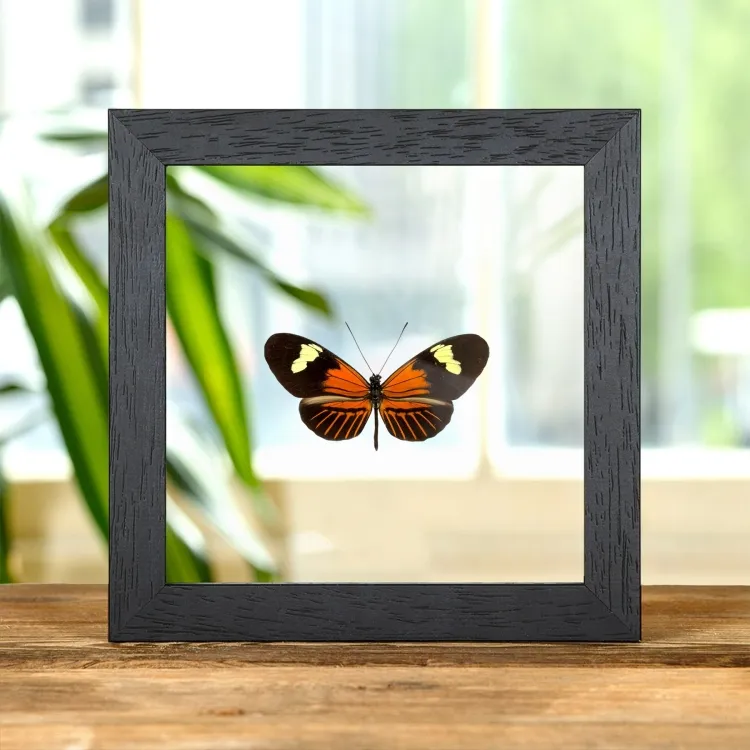 La Mariposa Cartero en Marco de Vidrio Transparente (Heliconius melpomene ecuadorensis)