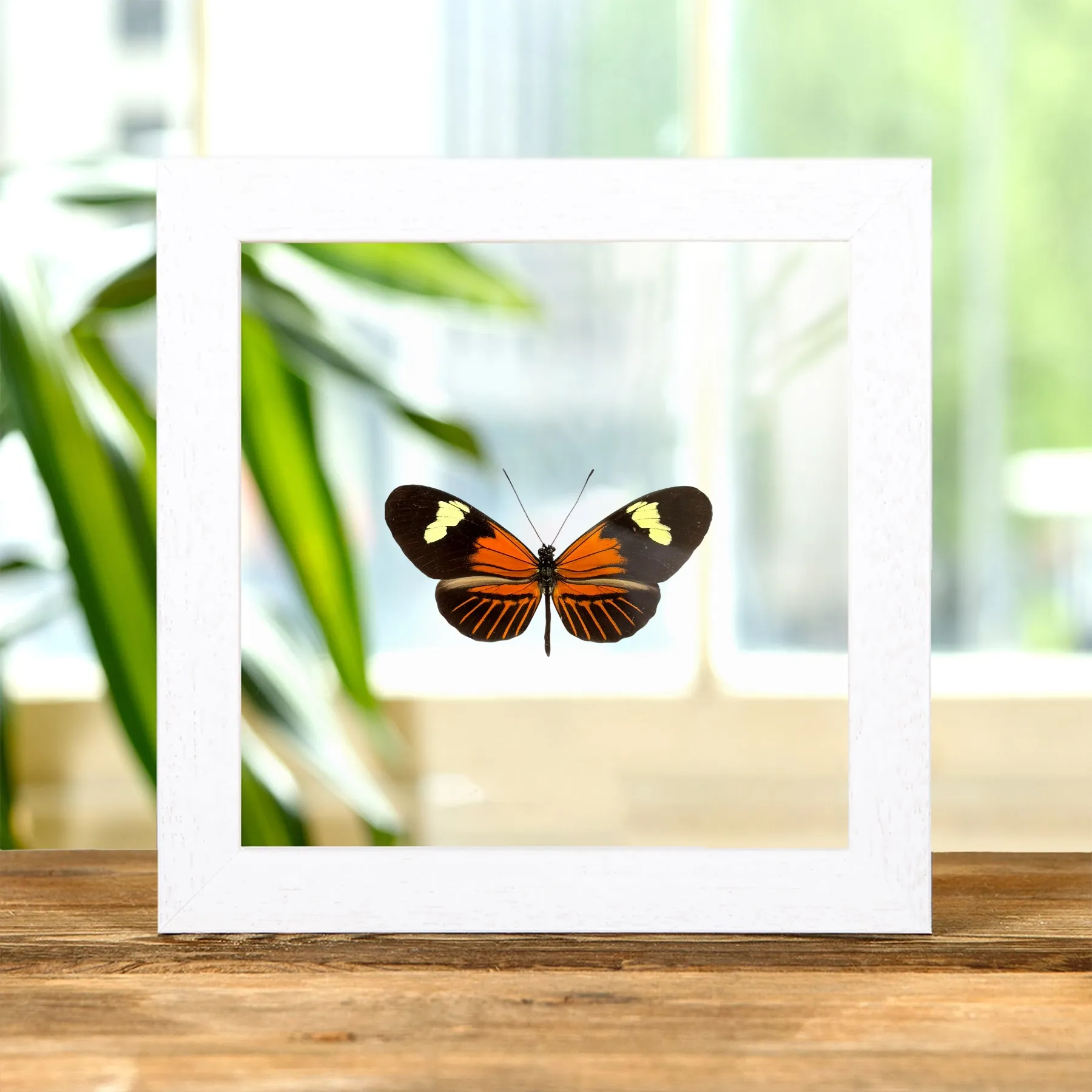 Minibeast Der Postmann-Schmetterling im Transparenten Glasrahmen (Heliconius melpomene ecuadorensis)