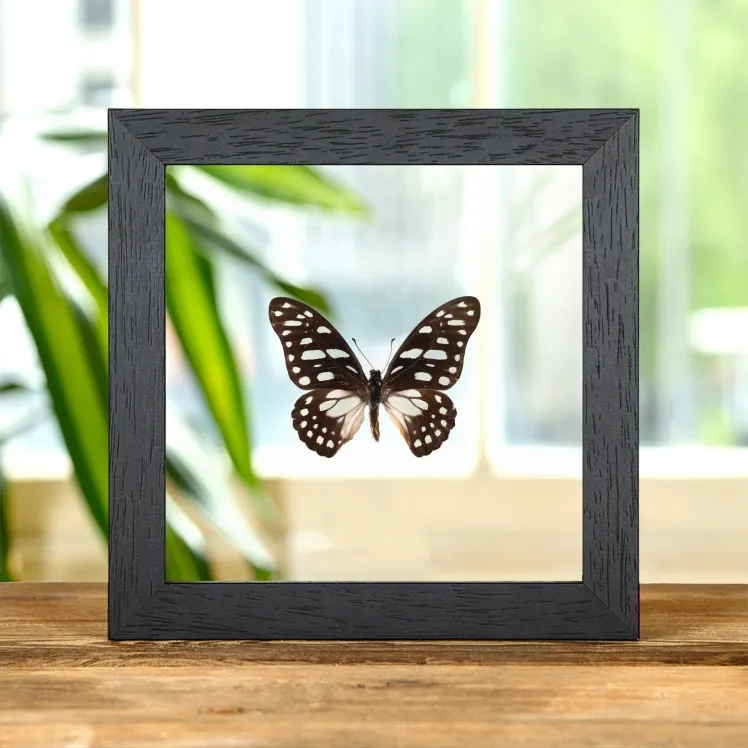 Veined Swordtail Butterfly In Clear Glass Frame (Graphium leonidas)