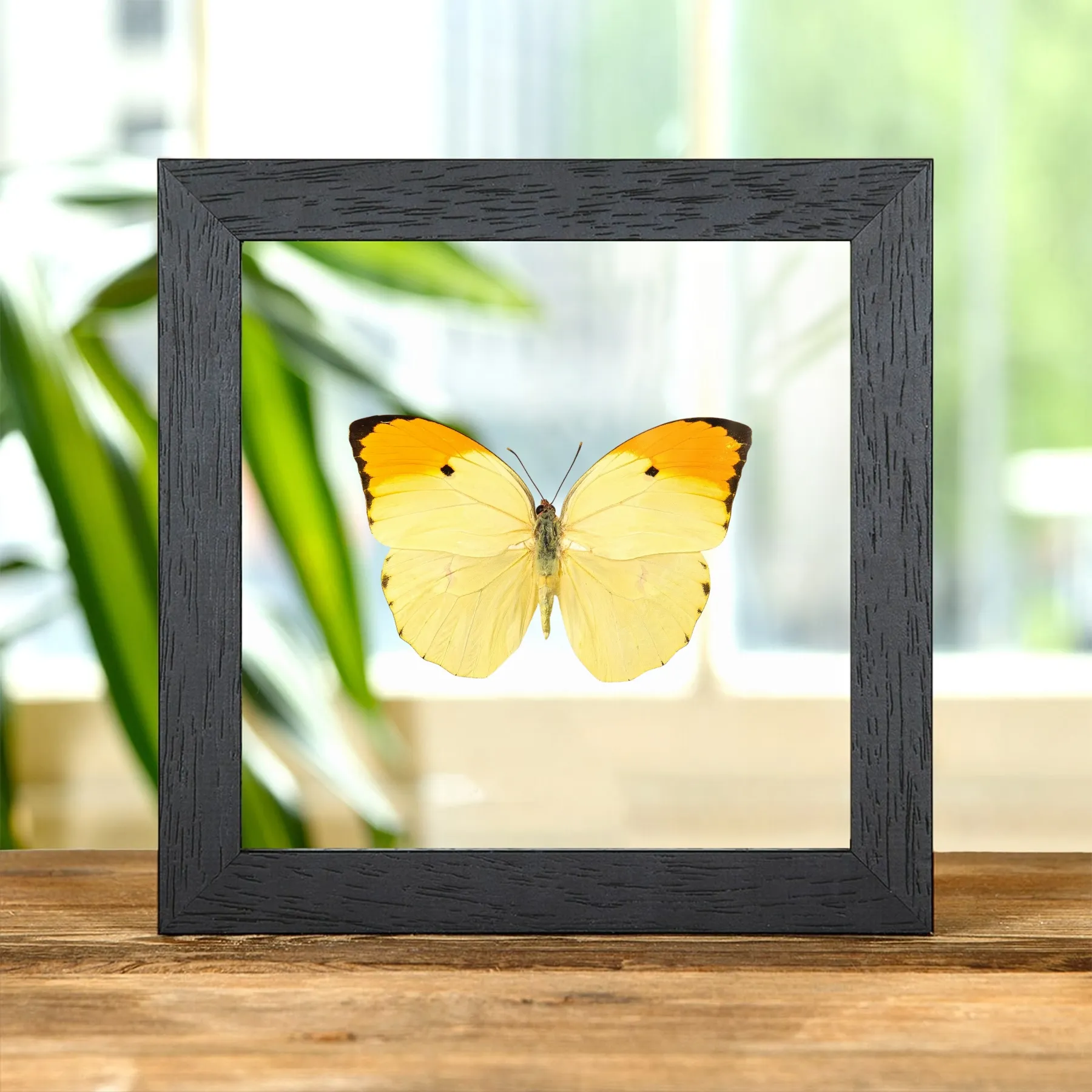 Minibeast Papillon Sulfur Anglé à Pointe Orange dans un Cadre en Verre Transparent (Anteos menippe)