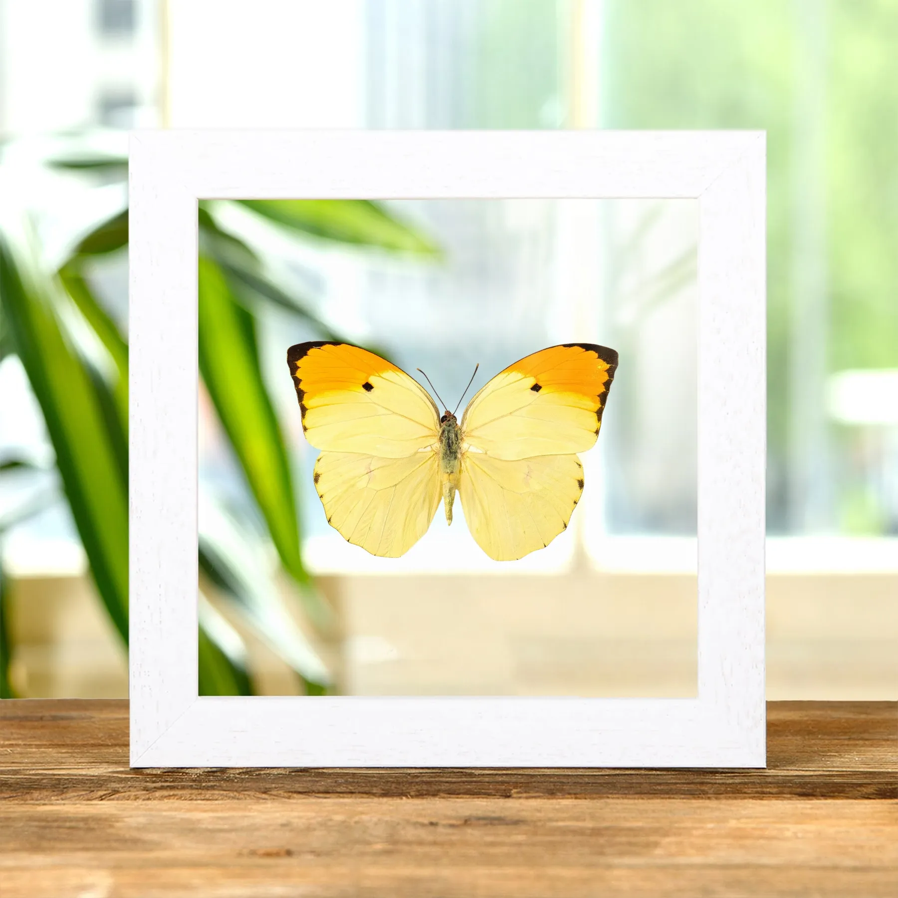 Minibeast Papillon Sulfur Anglé à Pointe Orange dans un Cadre en Verre Transparent (Anteos menippe)