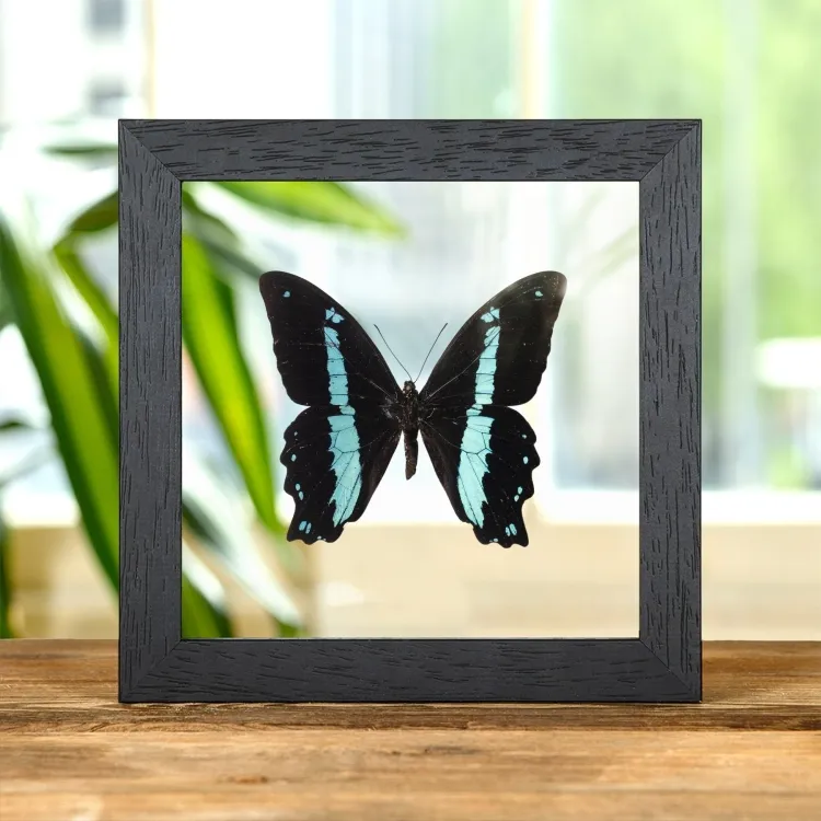 Green-banded Swallowtail Butterfly In Clear Glass Frame (Papilio nireus)