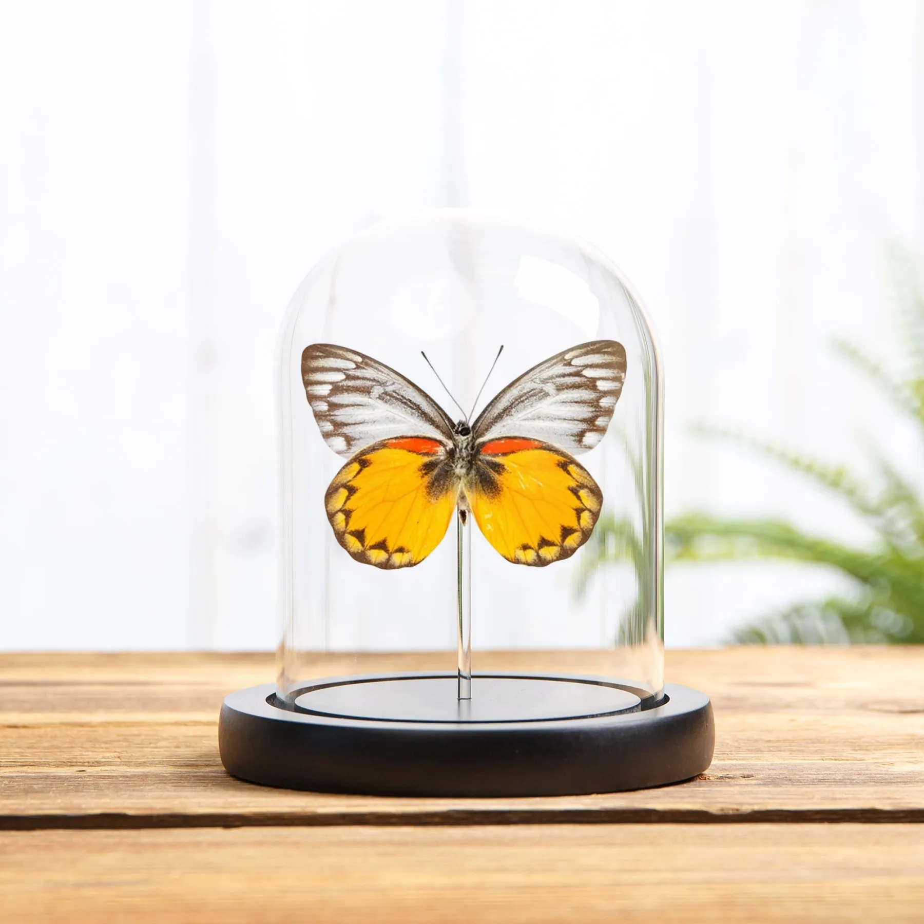 Minibeast Delias-Schmetterling in einer Glasglocke aus Flores, Indonesien (Delias oraia lydia)