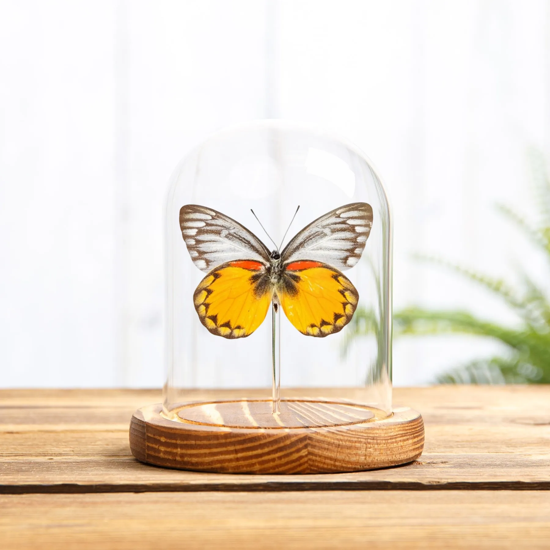 Minibeast Delias-Schmetterling in einer Glasglocke aus Flores, Indonesien (Delias oraia lydia)