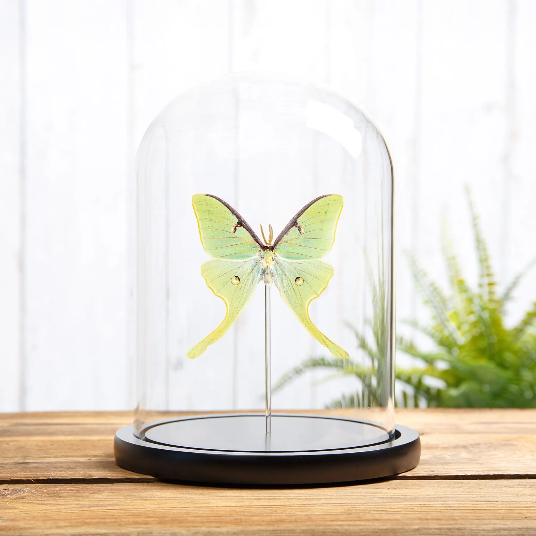 Minibeast La Polilla Luna en campana de vidrio con Base de Madera (Actias luna)