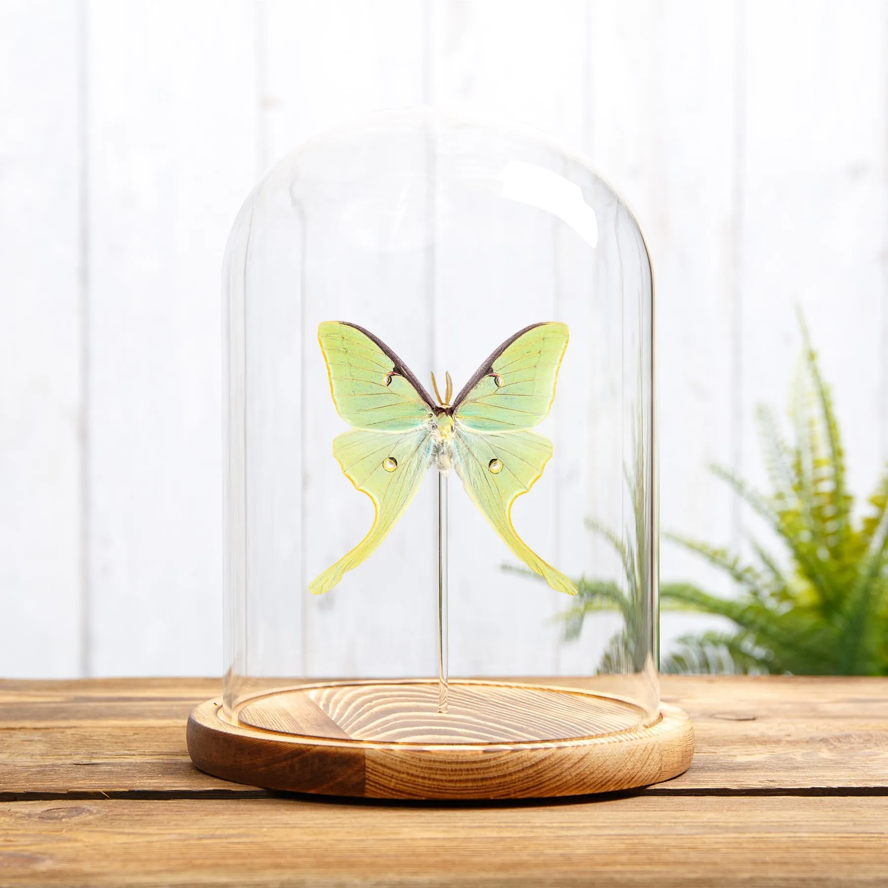 Minibeast La Polilla Luna en campana de vidrio con Base de Madera (Actias luna)