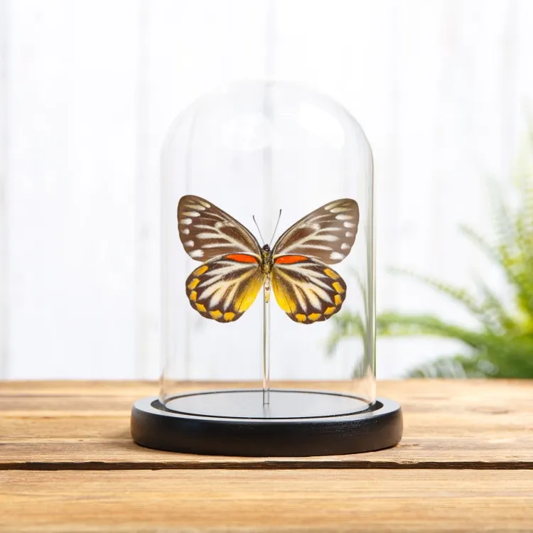 Female Delias Butterfly In Glass Dome from Flores, indonesia (Delias oraia lydia)