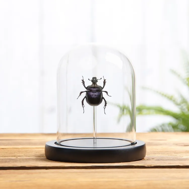Lila Skarabäus in einer Glasglocke (Enoplotrupes sharpi)