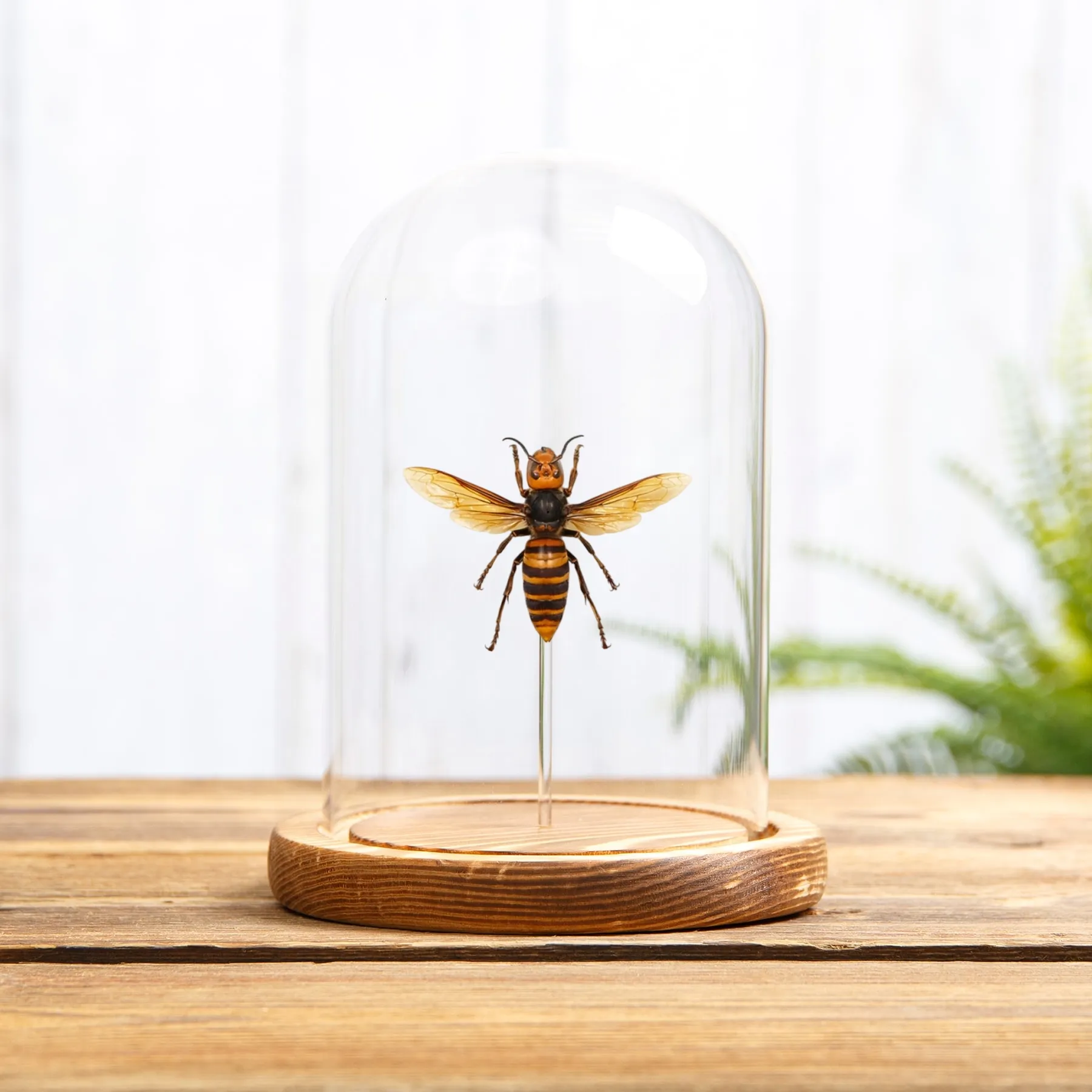 Minibeast Koningin Aziatische Reuzenhornet in Glazen Stolp (Vespa mandarinia)