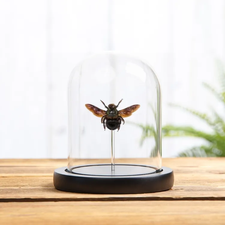 Carpenter Bee In Glass Dome (Xylocopa caerulea)