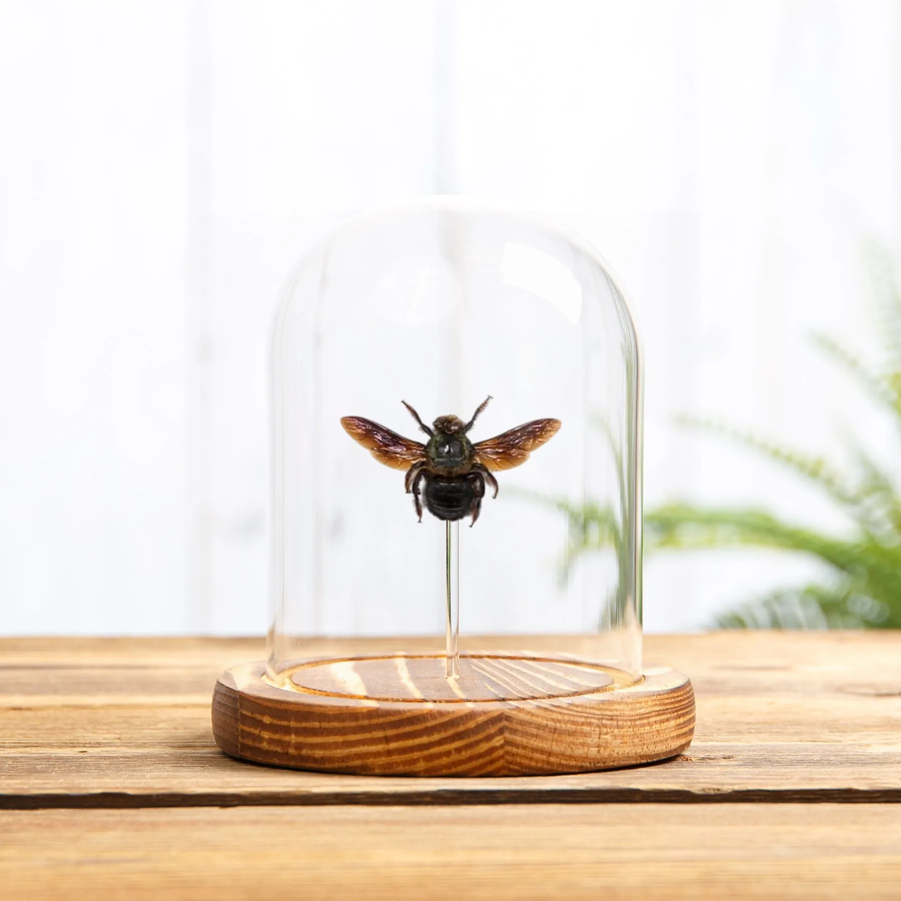 Minibeast Zimmermanns-Biene in einer Glasglocke (Xylocopa caerulea)