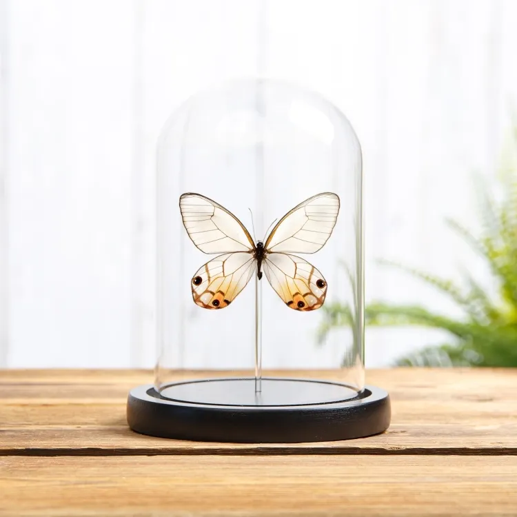 Le Papillon Fantôme Ambre sous cloche en verre (Haetera piera)