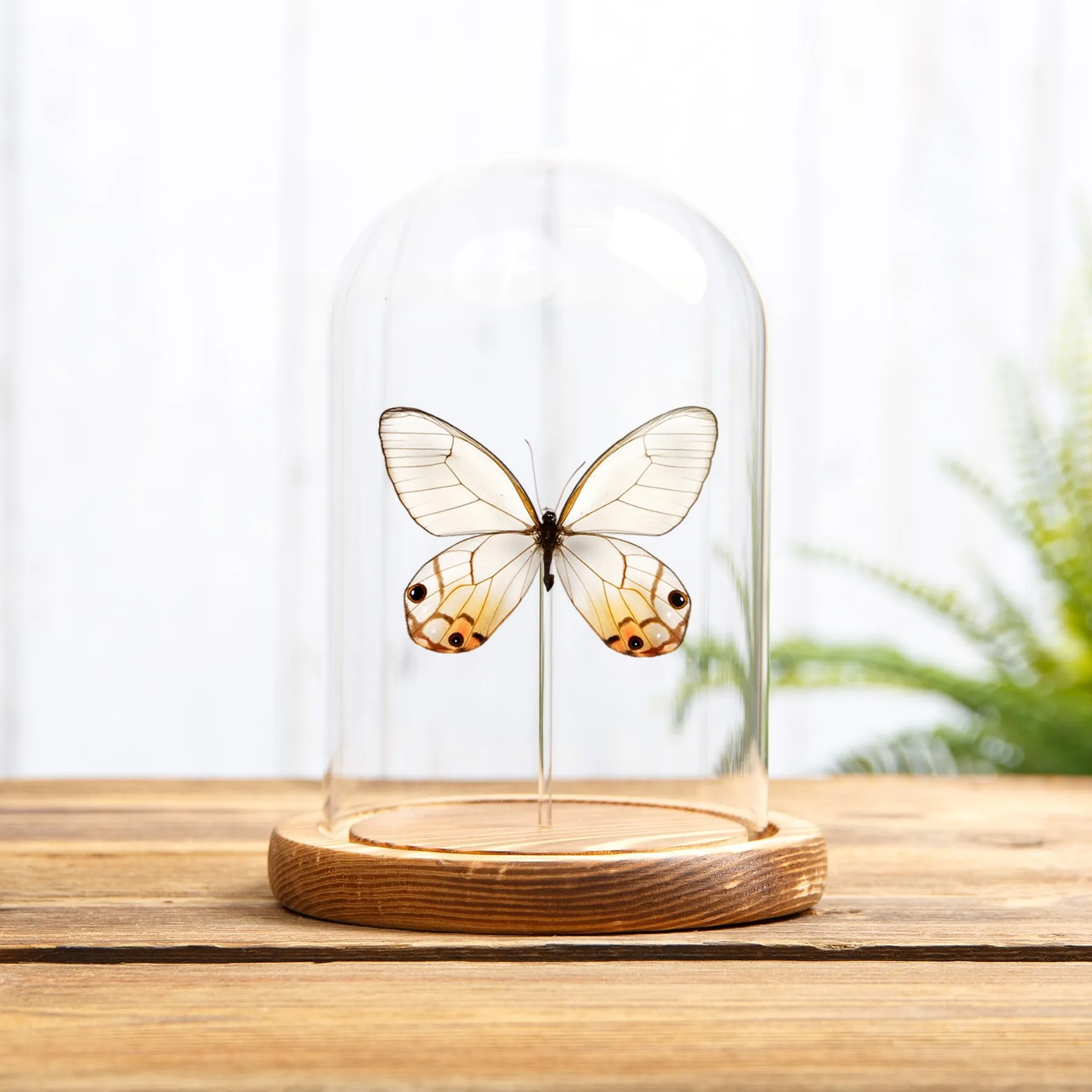 Minibeast De Amber Phantom Vlinder in Glazen Stolp (Haetera piera)
