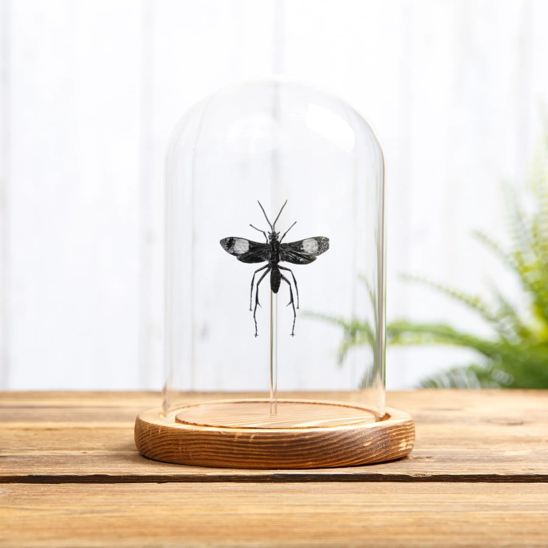 Minibeast Guêpe Araignée Pepsine sous cloche en verre (Hemipepsis sp)