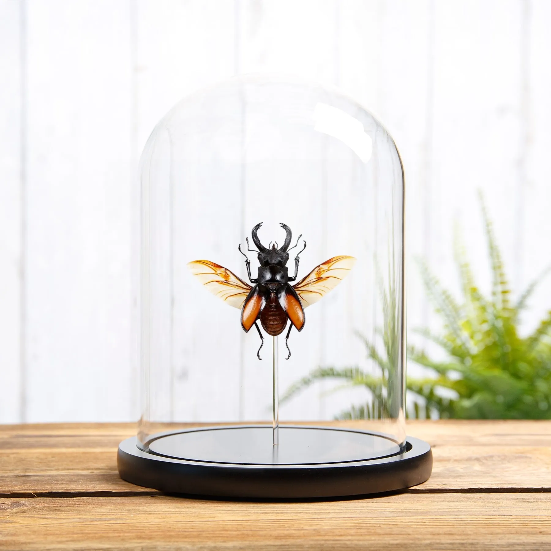 Minibeast Kämpfender Riesen-Hirschkäfer in einer Glasglocke (Hexarthrius parryi)