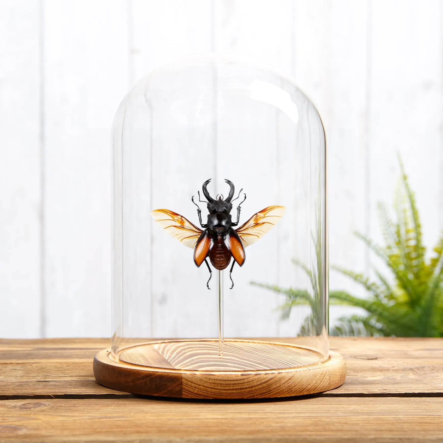 Minibeast Kämpfender Riesen-Hirschkäfer in einer Glasglocke (Hexarthrius parryi)