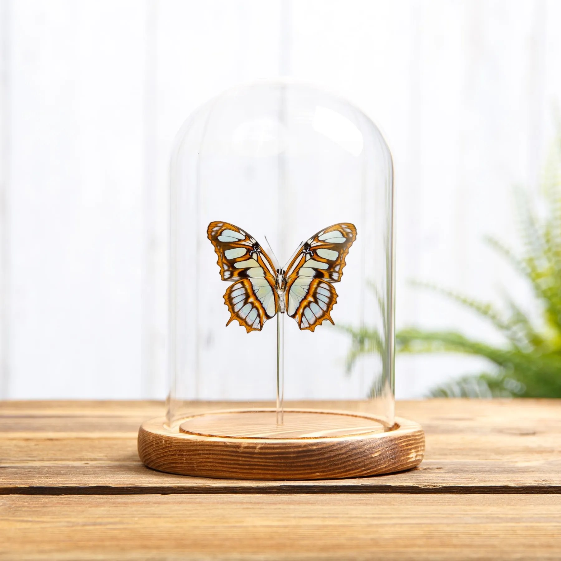 Minibeast The Malachite Butterfly Ventral Side In Glass Dome (Victorina stelenes)