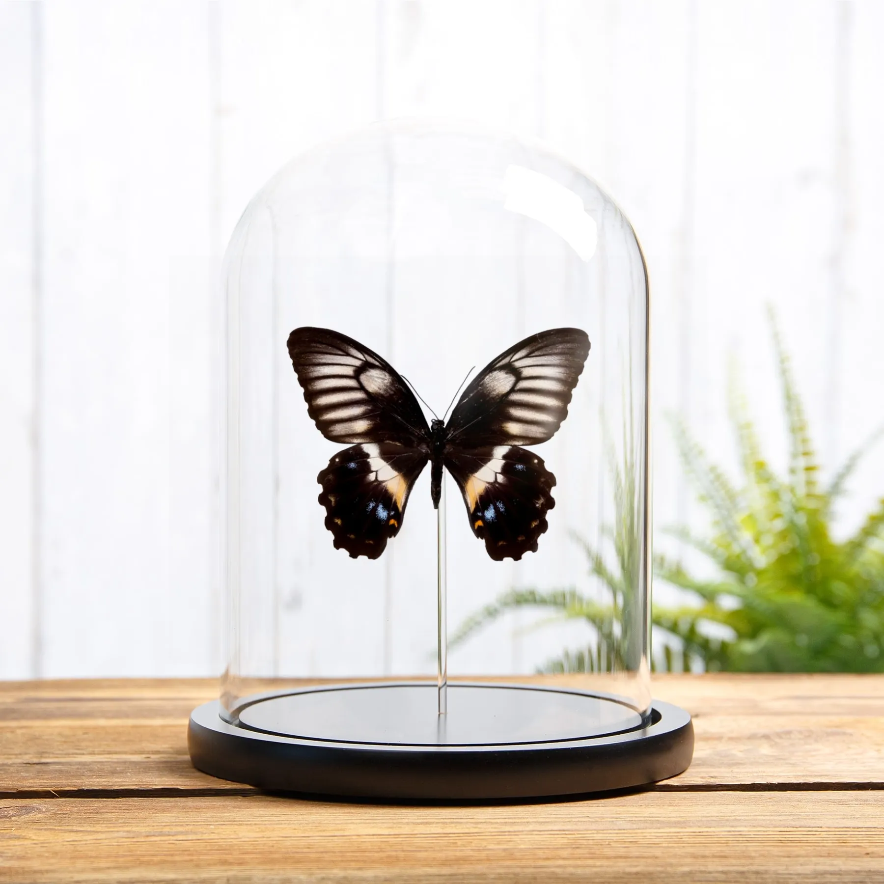 Minibeast Papillon Queue D'Swallowtail Femelle sous cloche en verre (Papilio gambrisius buruanus)