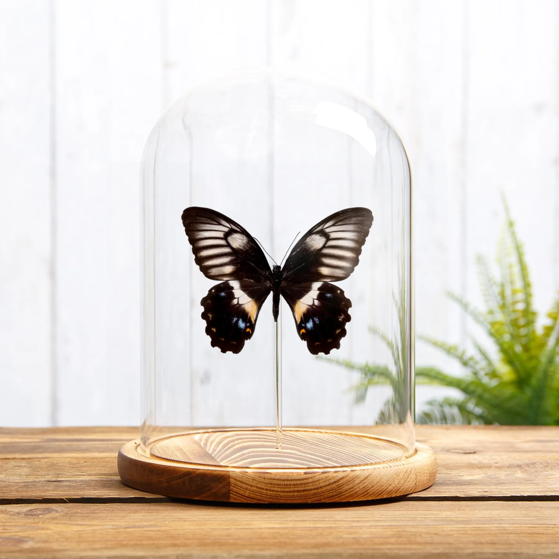 Minibeast Papillon Queue D'Swallowtail Femelle sous cloche en verre (Papilio gambrisius buruanus)