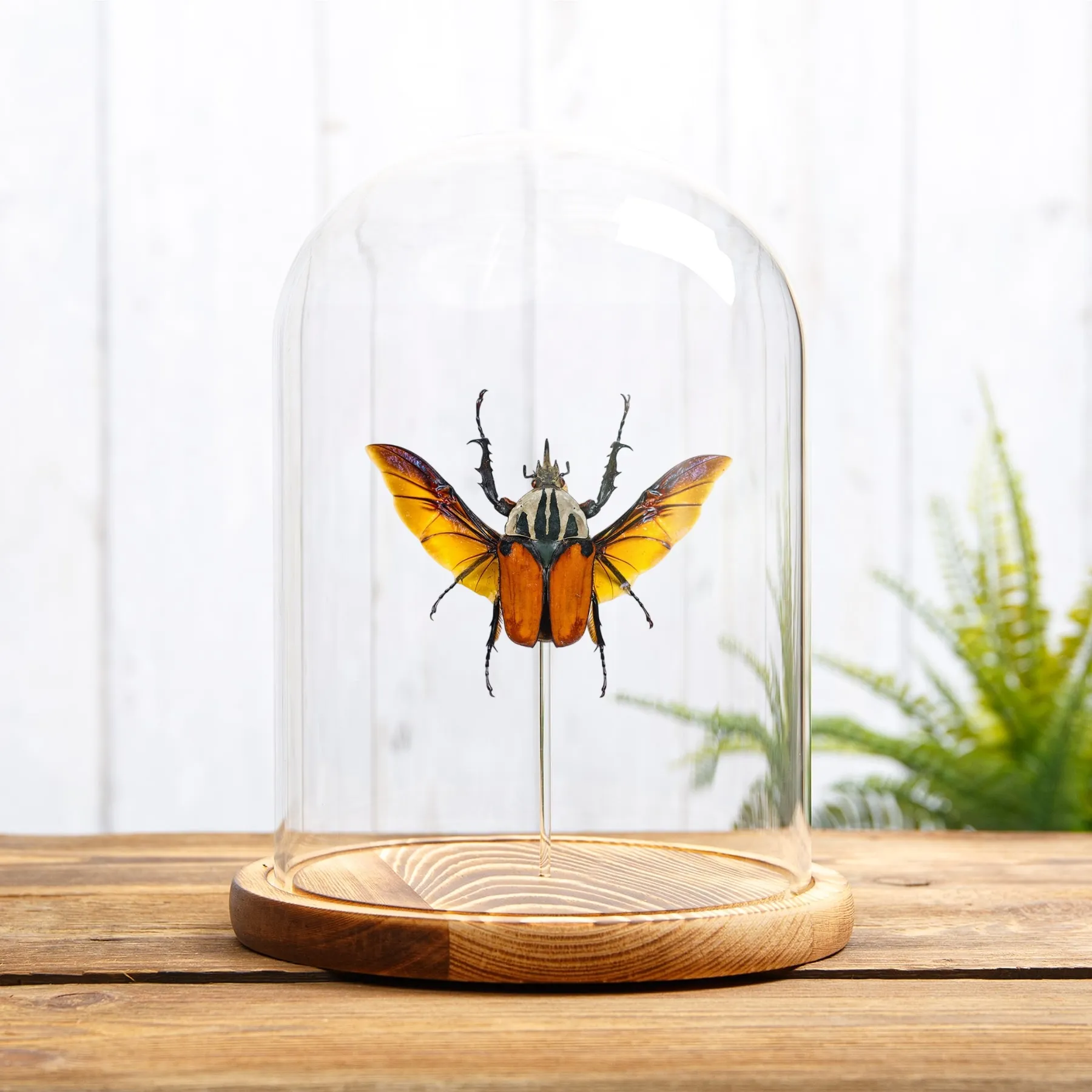 Minibeast Αφρικανικό Σκαθάρι Λουλουδιών σε Γυάλινο Θόλο (Mecynorrhina oberthuri)