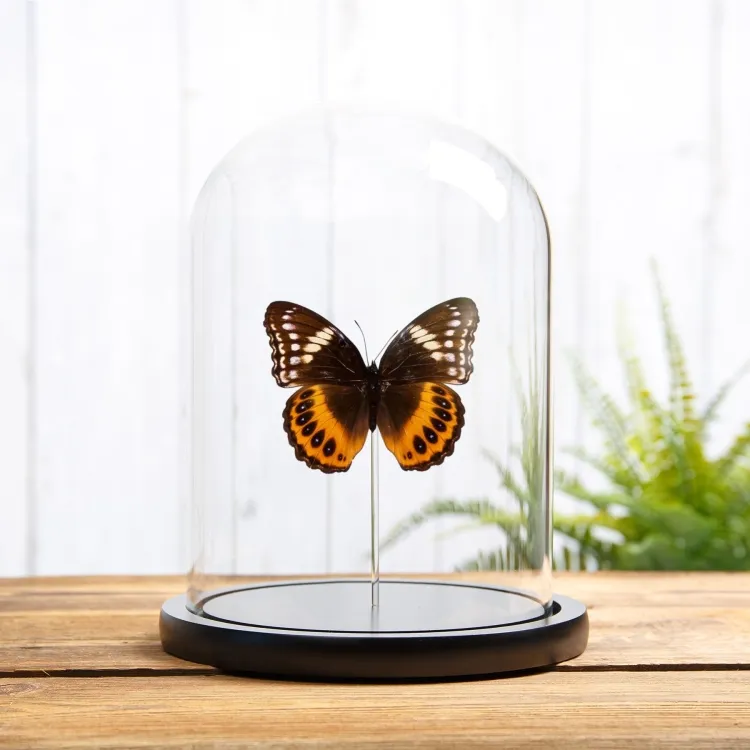 Female Eight-spot Diadem In Glass Dome (Hypolimnas pandarus)