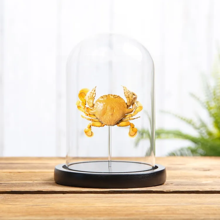 Moon Crab In Glass Dome (Matuta victor)