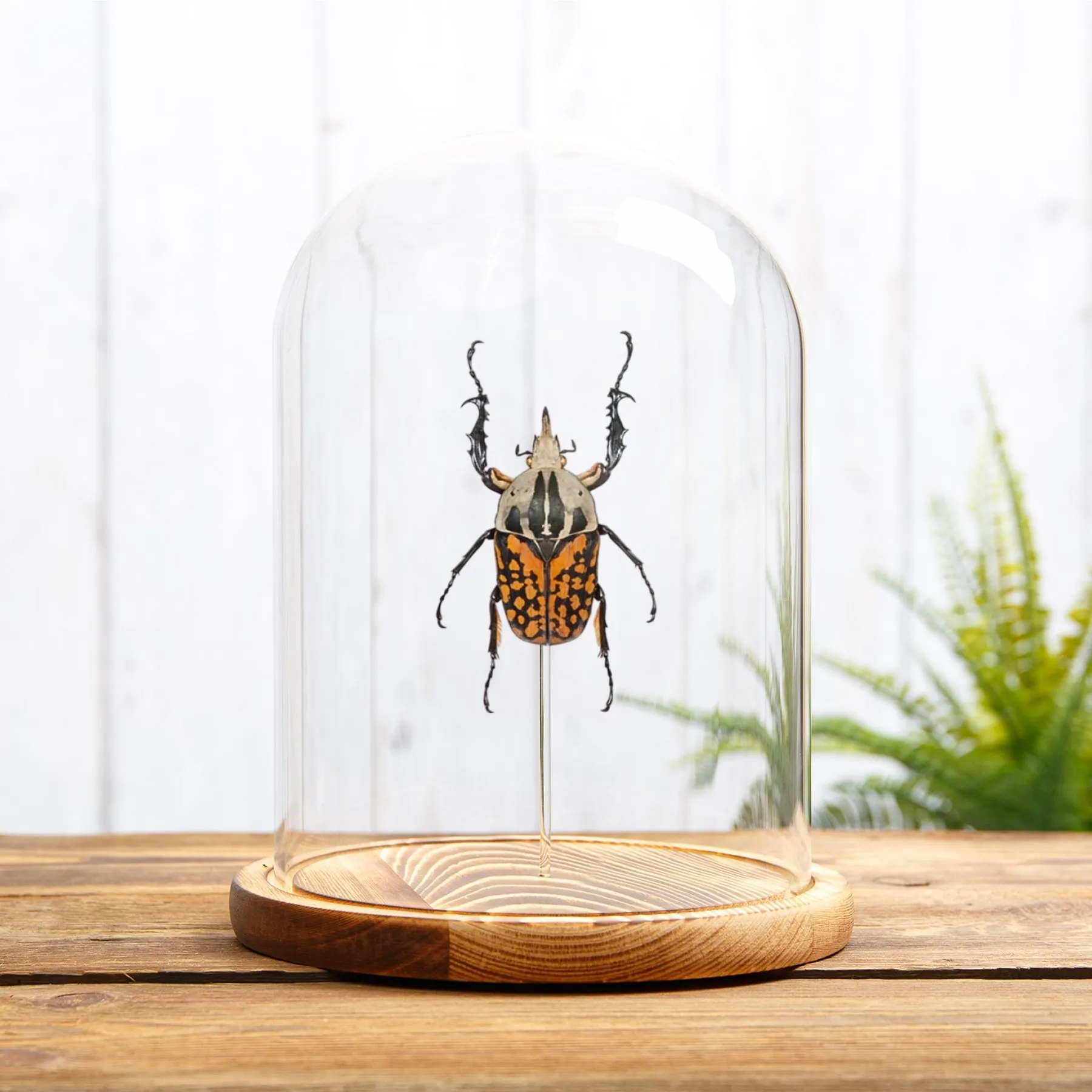 Minibeast XL Afrikanischer Blumenkäfer in einer Glasglocke (Mecynorrhina oberthuri decorata)