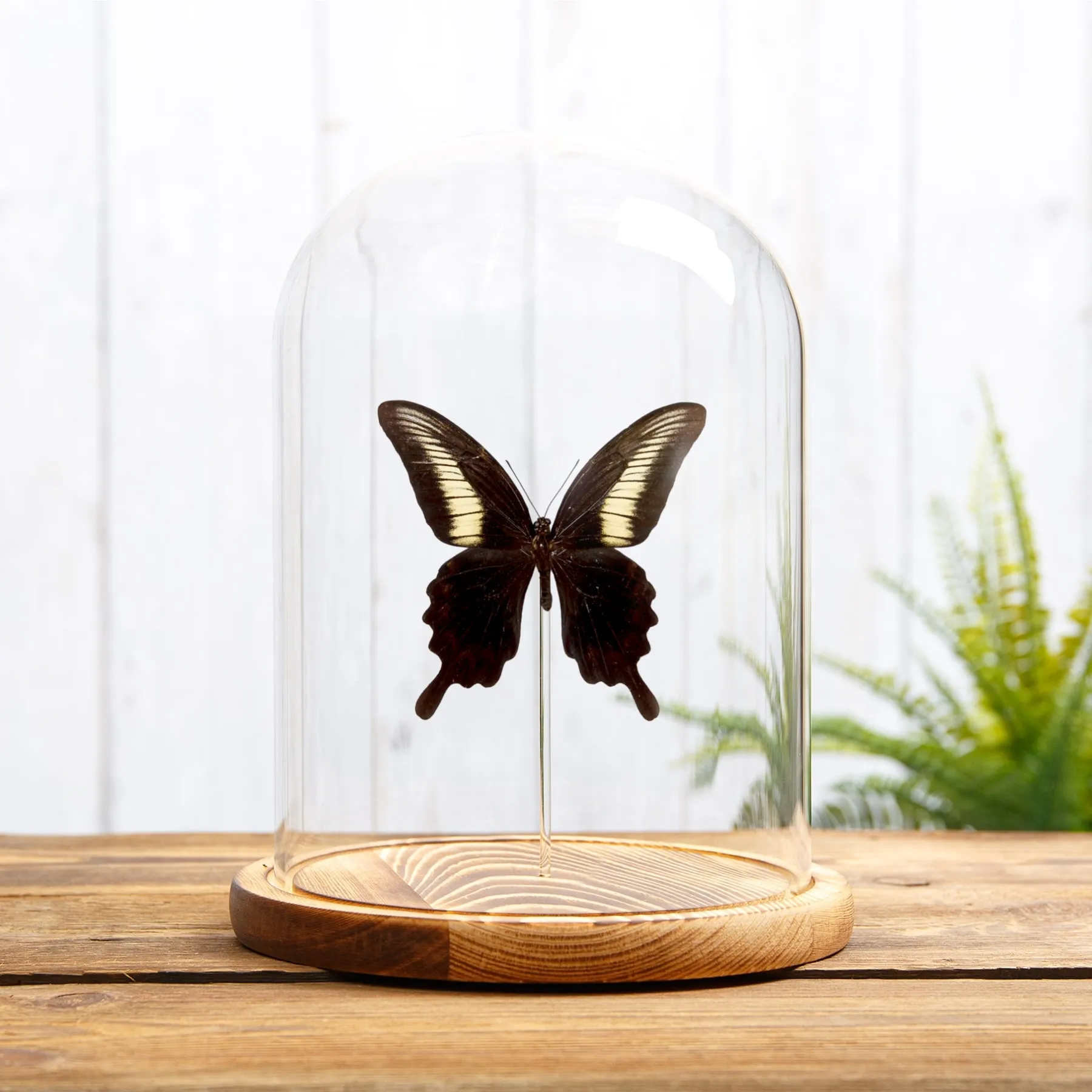 Minibeast Papilio oenomaus In Glass Dome (Papilio oenomaus)