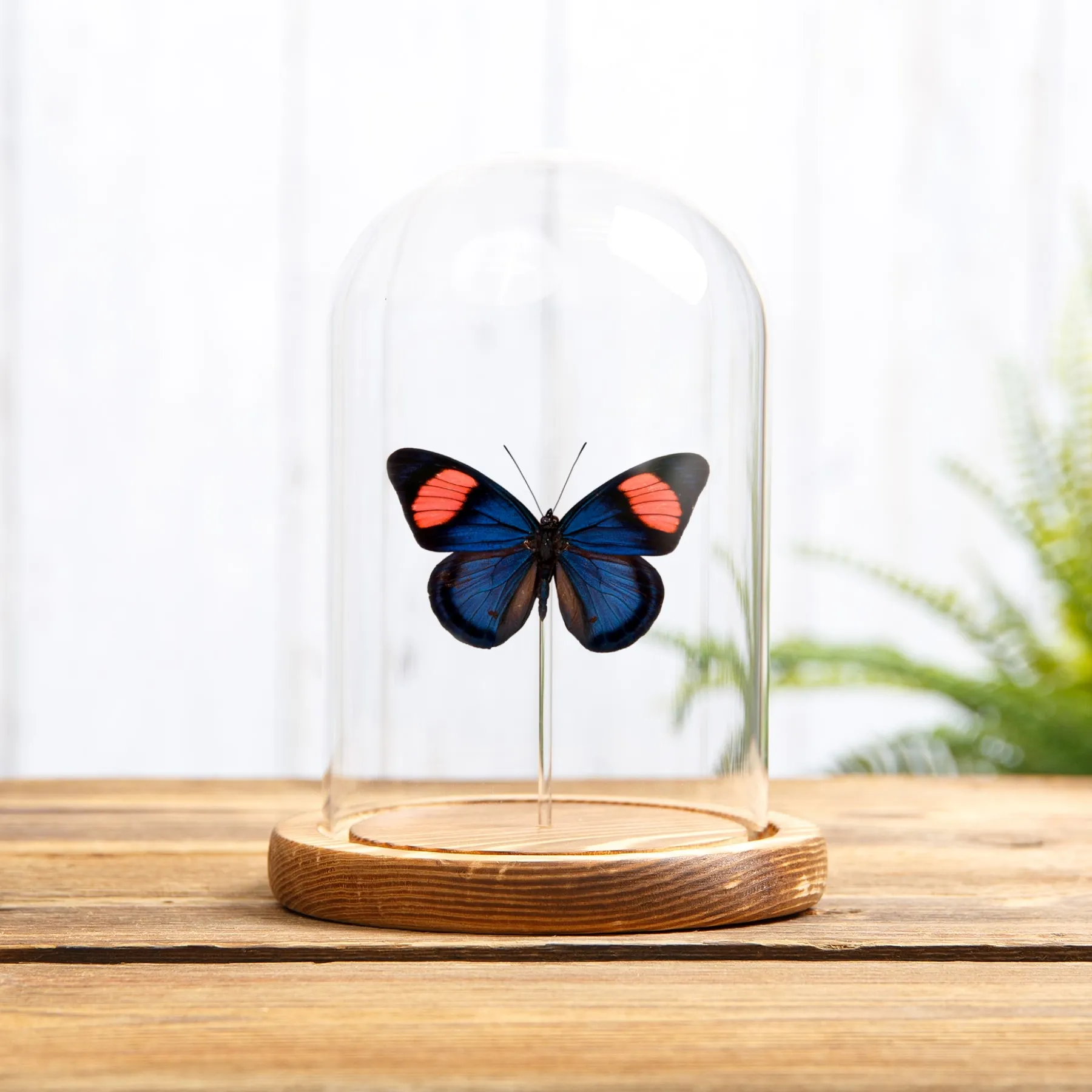 Minibeast Πεταλούδα Ζωγραφιστής Ομορφιάς σε Γυάλινο Θόλο (Batesia hypochlora)
