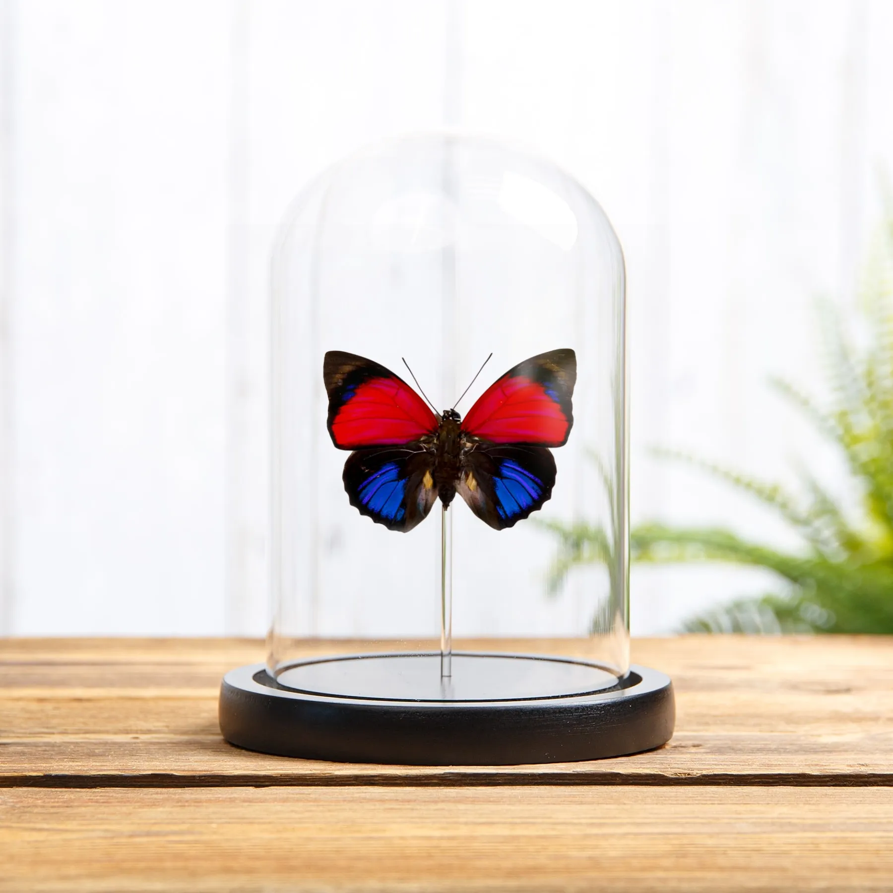 Claudina Agrias Butterfly In Glass Dome (Agrias claudina) Minibeast Claudina Agrias Butterfly In Glass Dome (Agrias claudina)