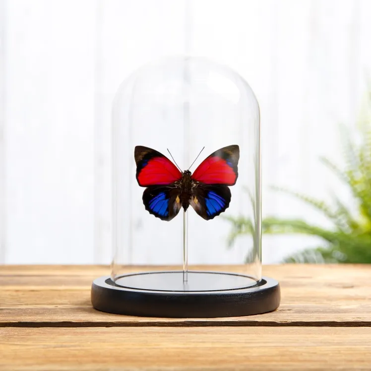 Claudina Agrias Butterfly In Glass Dome (Agrias claudina)