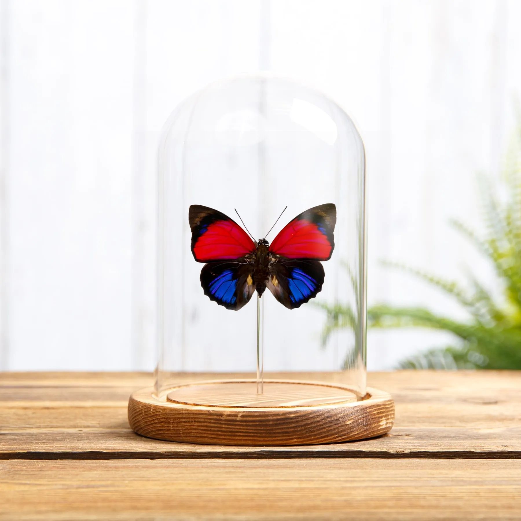 Claudina Agrias Butterfly In Glass Dome (Agrias claudina) Minibeast Claudina Agrias Butterfly In Glass Dome (Agrias claudina)